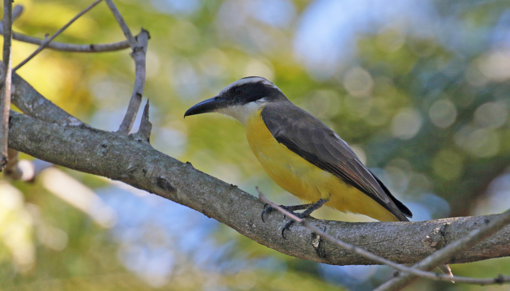 Boat-billed Flycatcher